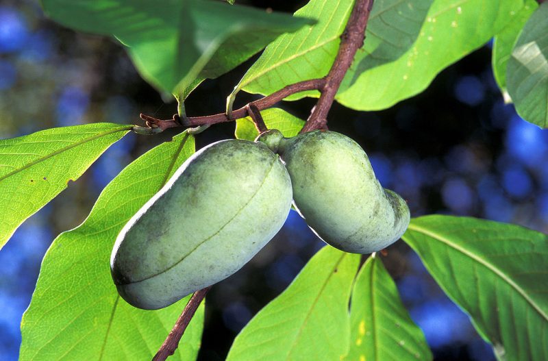 Asimina triloba —Pawpaw tree fruit. The species yields 7–12 centimeters (2.8–4.7 in) long fruits, the largest fruit native to the United States.