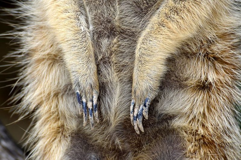 Closeup of a meerkat’s forefeet at the Knie’s Kinderzoo, Rapperswil, Switzerland – Author: Roland Fischer – CC BY-SA 3.0