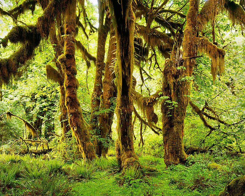 Bigleaf maples in the Hoh Rainforest – Author: Doug Dolde – CC BY-SA 3.0
