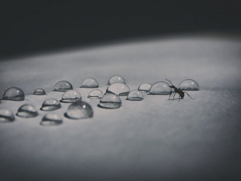 Drops of water and an ant