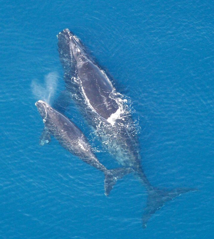 Southern right whale and her calf. Needless to say, she does not have the world’s largest testicles.