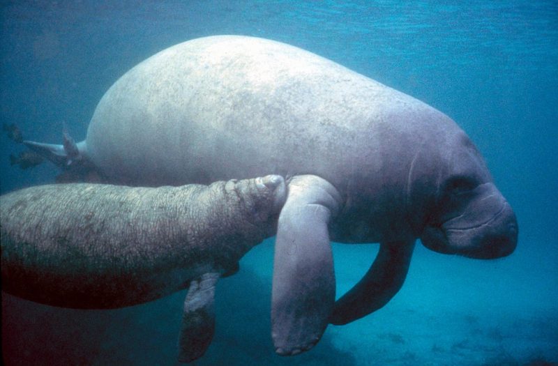 A manatee and her calf. West Indian Manatee