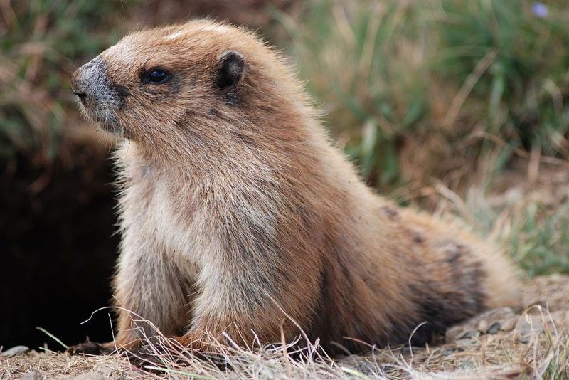 An Olympic marmot – Author: Helen Rickard – CC BY-SA 2.0