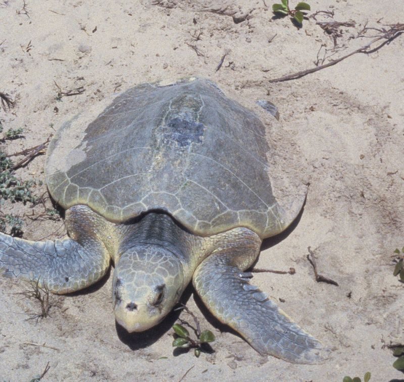Padre Island National Seashore – Kemps Ridley Sea Turtle