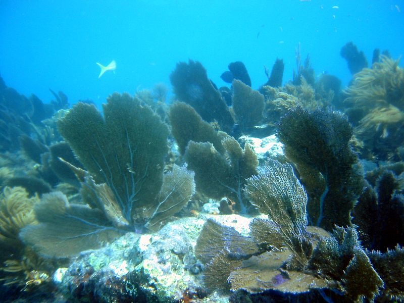 Various soft corals at Molasses Reef – Author: Todd Murray – CC BY-SA 3.0
