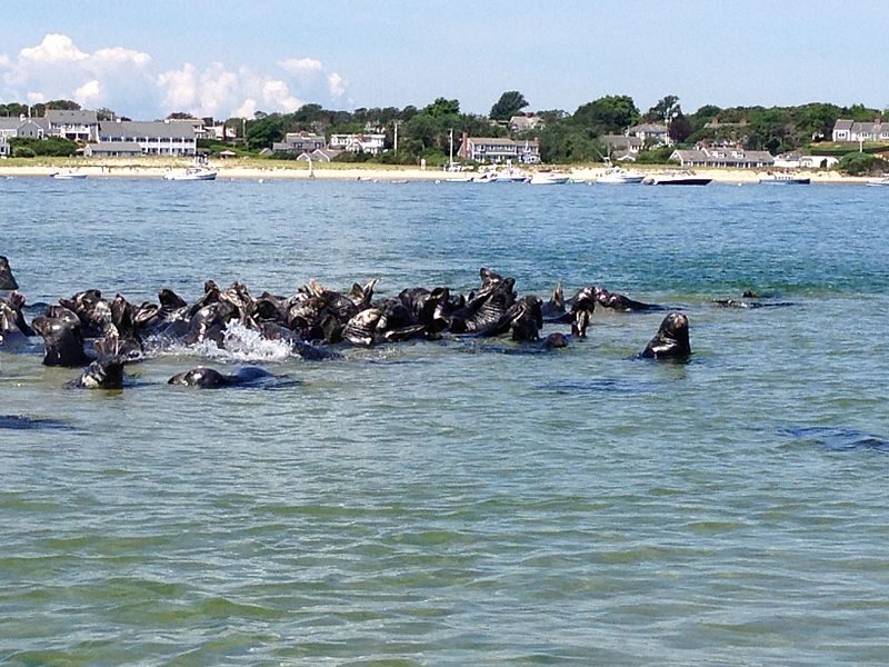 Seals in Chatham Harbor – Author: Jehochman – CC BY-SA 3.0