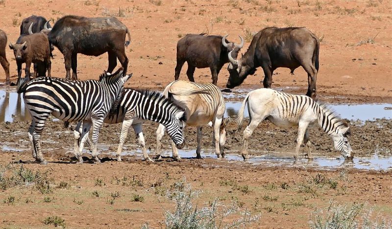 Regular plains zebras and Quagga Project zebras in Mokala National Park – Author: Bernard DUPONT – CC BY-SA 2.0