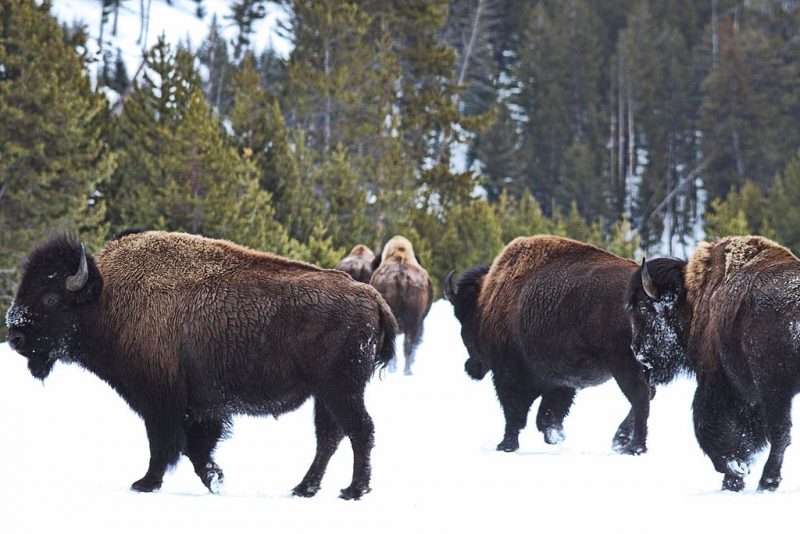 Herd of bison in Yellowstone National Park – Author: Debeo Morium – CC BY-SA 3.0