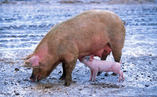 A sow nursing its piglet