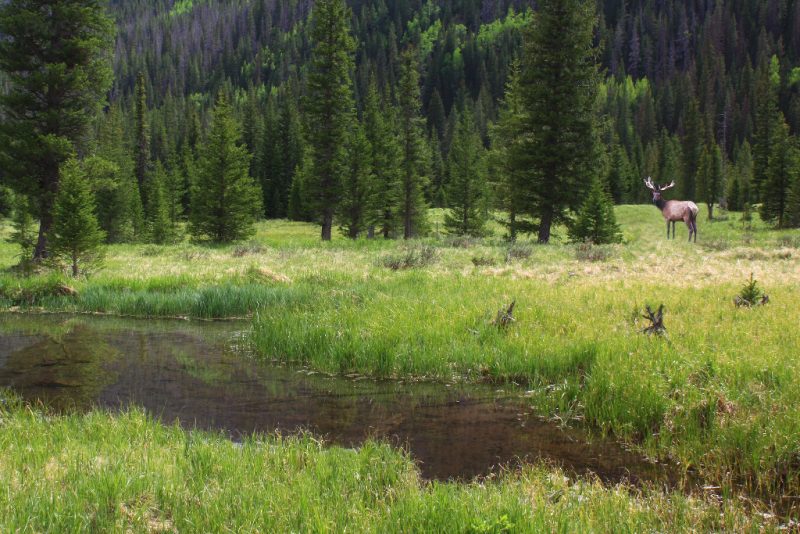 Rocky Mountain National Park, Colorado, USA, bull elk in the meadow – Author: Brian W. Schaller