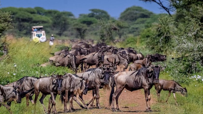 Wildebeest on the main highway of the Western Corridor – Grahampurse – CC BY-SA 4.0
