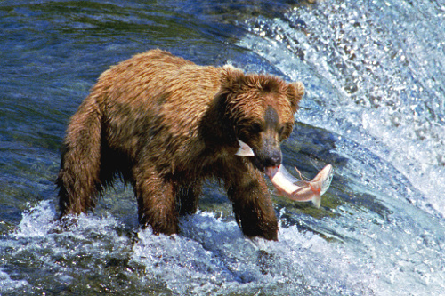 Katmai National Park and Preserve, Brooks Falls, Alaska, USA, brown bear catches salmon at top of falls – Author: Brian W. Schaller