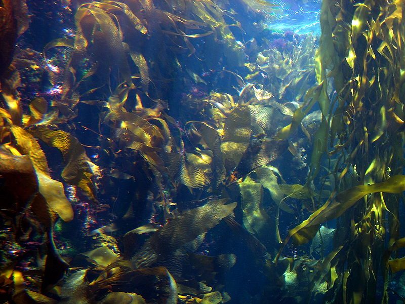 A kelp forest – Author: FASTILY – CC BY-SA 3.0