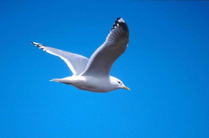 A gull’s wings are noticeably more maneuverable than bigger sea birds.