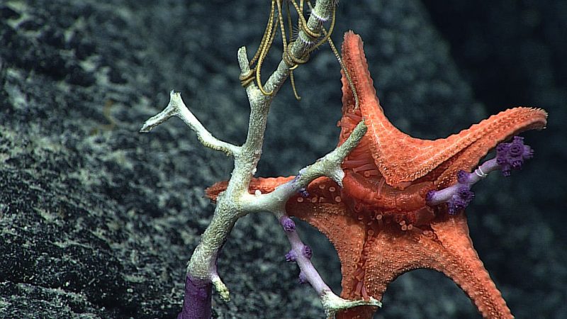 A Circeaster pullus starfish everting its stomach to feed on coral – Author: NOAA – CC BY-SA 2.0