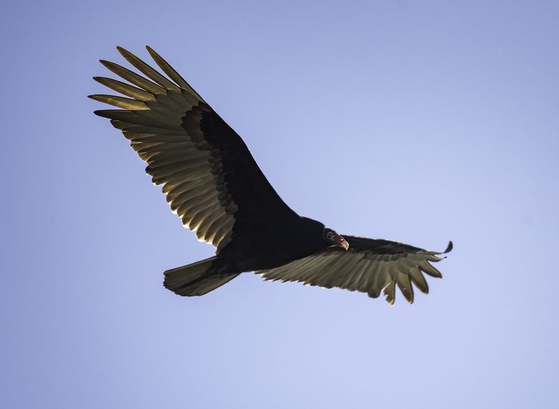 Vultures have wings designed for gliding to search for scavenge.