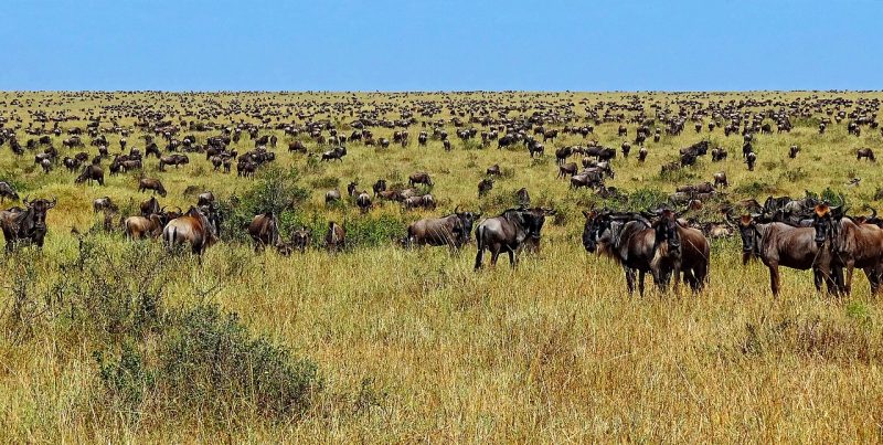 Migrating wildebeests – Author: Bjørn Christian Tørrissen – CC BY-SA 3.0
