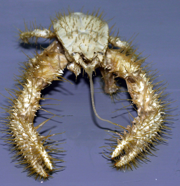 A yeti crab or Kiwa hirsuta – Author: Andrew Thurber – CC BY-SA 2.0