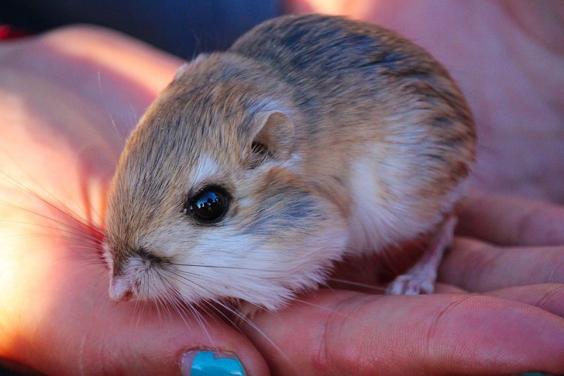 The kangaroo rat is small and is neither a rat nor a kangaroo. Go figure.