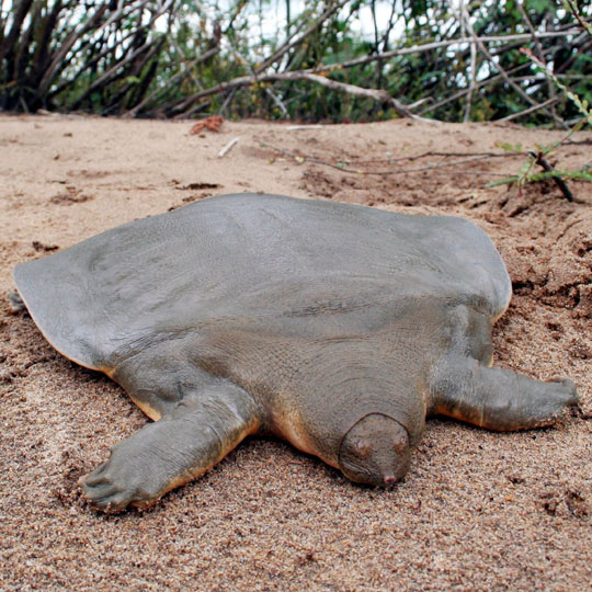 Pelochelys cantorii (Cantor’s giant softshell turtle) – Author: Dementia – CC BY-SA 2.0