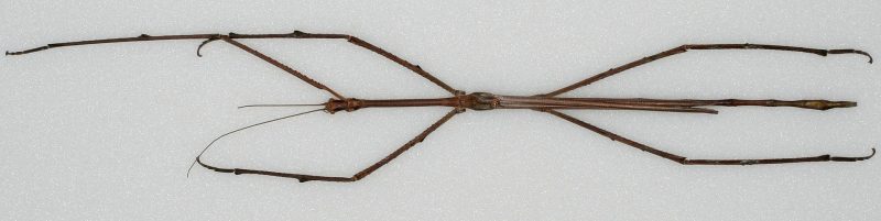 Male Phobaeticus chani, “Chan’s megastick”, the world’s longest insect species – Author: P.E. Bragg – CC-BY 3.0