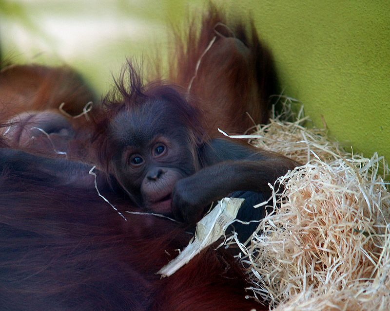 Orangutan babies have strong maternal relationships