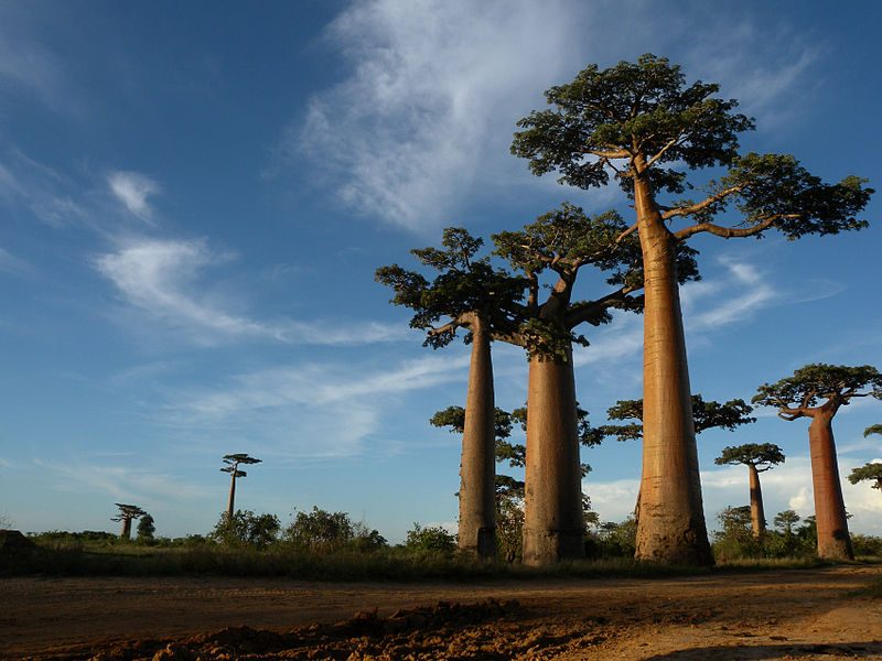 Allée des Baobabs near Morondava, Madagascar. Madagascar is is incredibly biodiverse – Author: Frank Vassen – CC BY 2.0