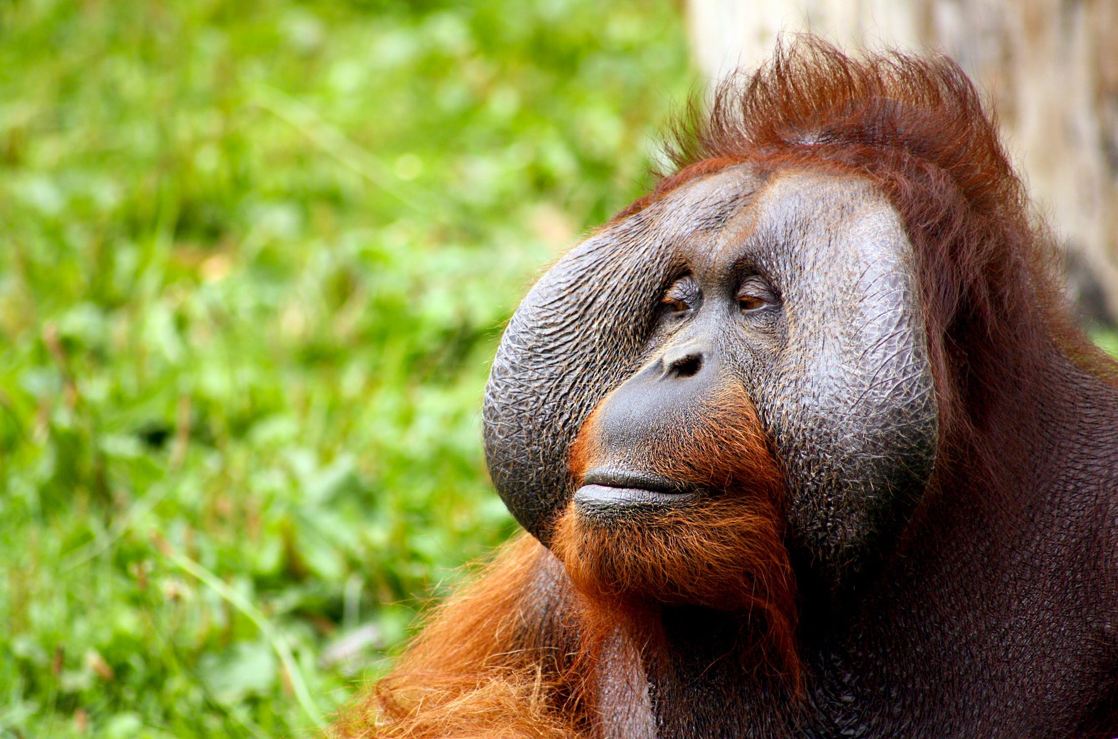 Orangutans are gentle animals.