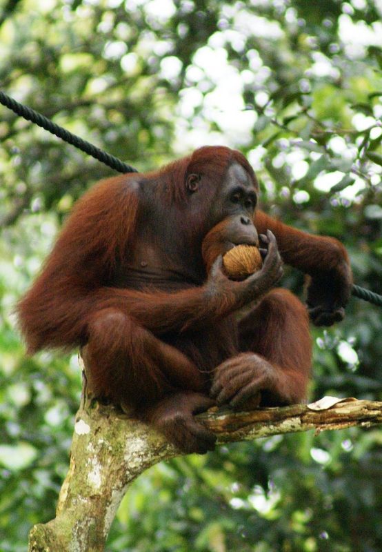 Orangutan, Semenggok Forest Reserve, Sarawak, Borneo, Malaysia. Orangutans reside in Borneo and some parts of North Sumatra – Author: Eleifert – CC BY-SA 3.0