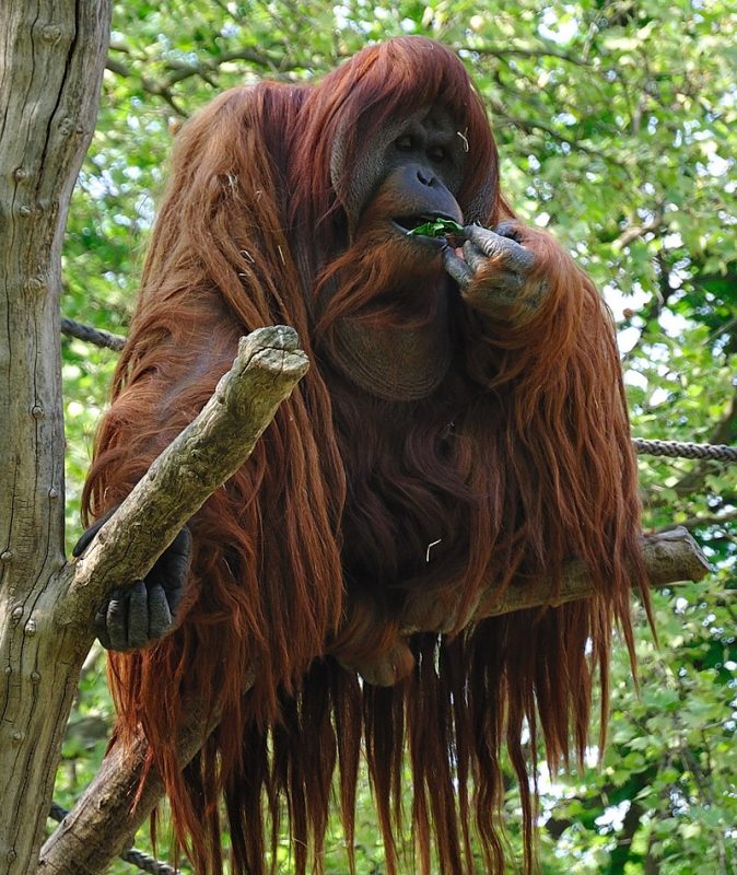 Orangutans are fruit eaters – Author: David Arvidsson –CC BY 2.0
