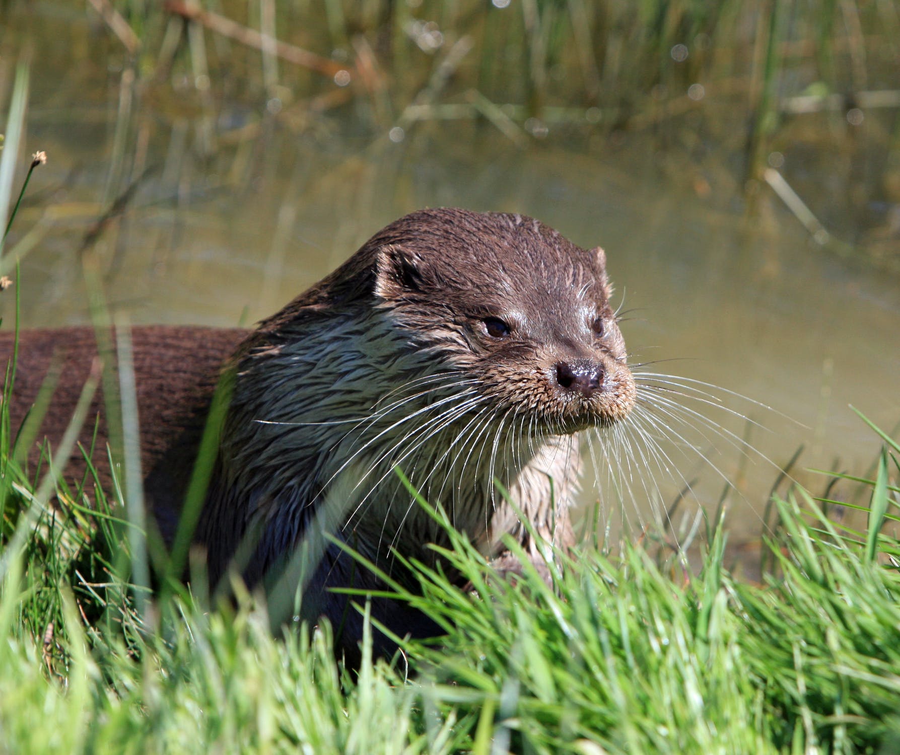 Otters are fascinating and highly specialized creatures. 