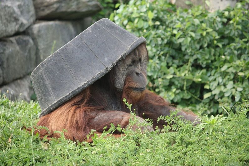 Orangutans are smart – Author: Postdlf – CC BY-SA 3.0