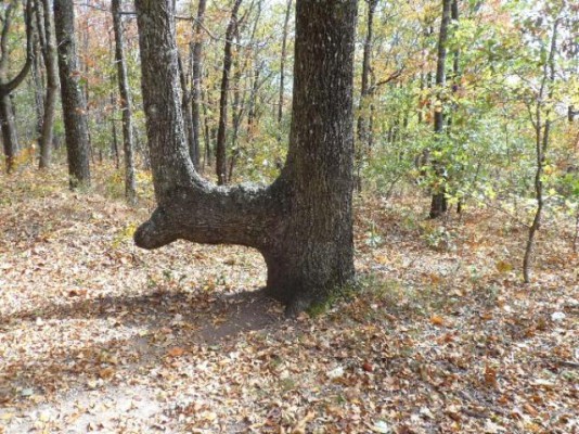 Across the country you can find bent trees that were used by Native American tribes to serve as permanent trail markers