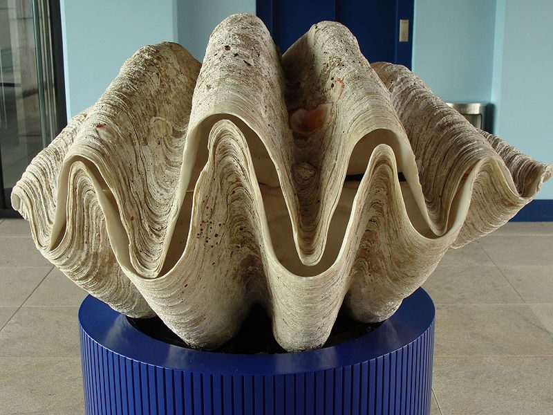 The giant clam – Author: Drow male – CC BY-SA 4.0