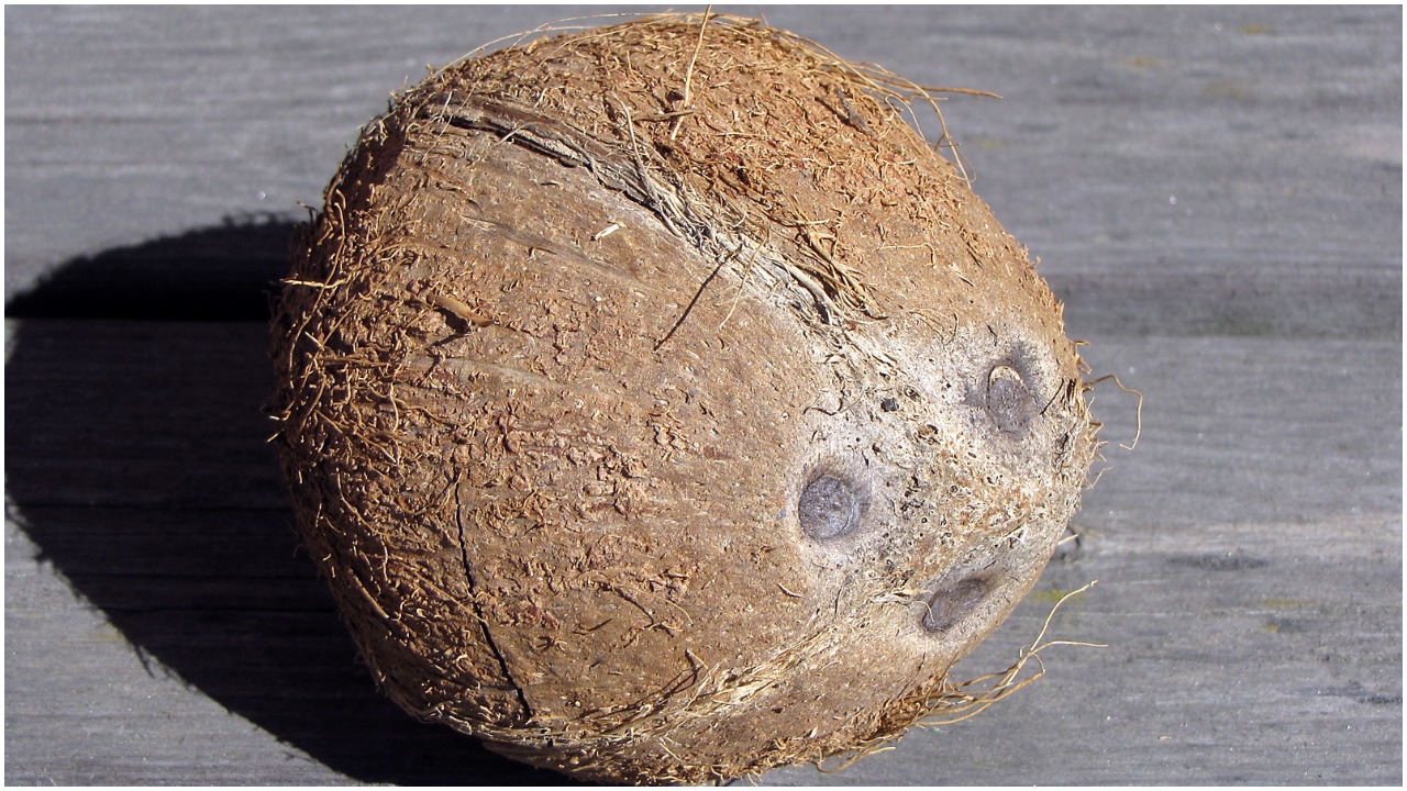 Which is More Dangerous a Coconut or a Shark, a Risk Assessment Is