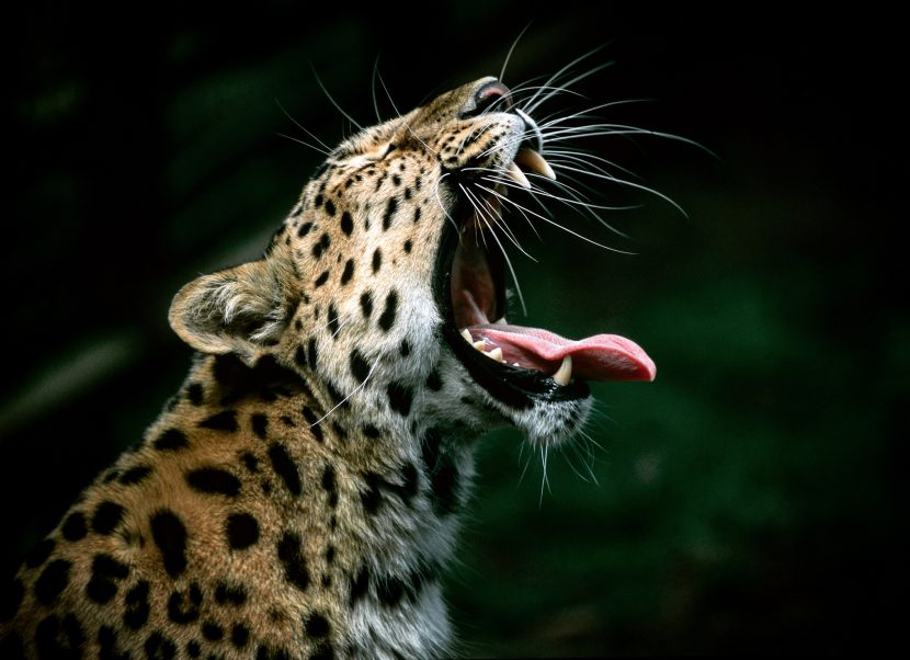 An endangered Amur Leopard showing off an impressive set of teeth.