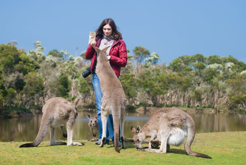 Kangaroos will be very curious over food
