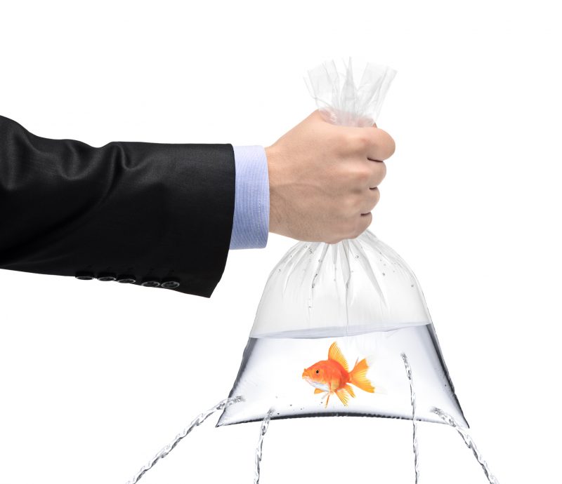 Don;t dump your goldfish