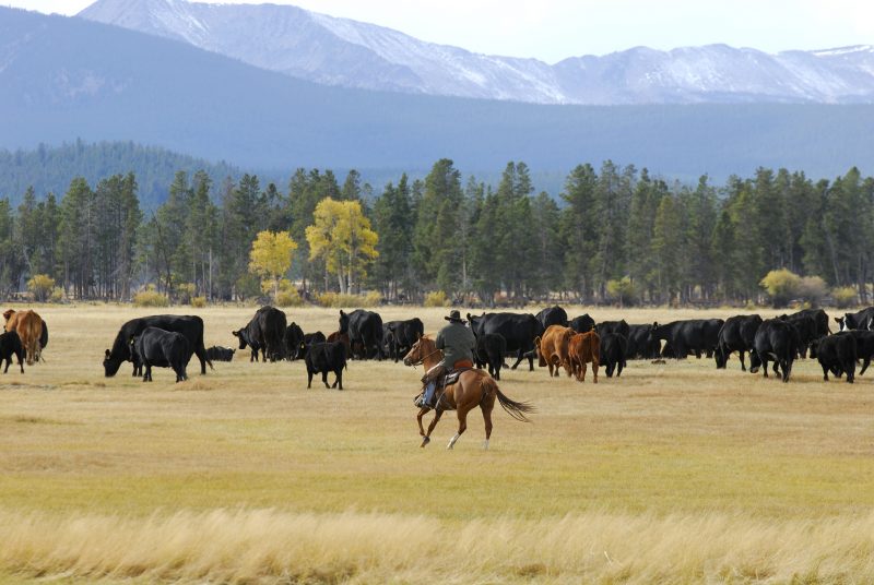 A cowboy drives cattle with yellow Aspen trees in the distance. Beatutiful scenes like this would have been common in the old west.