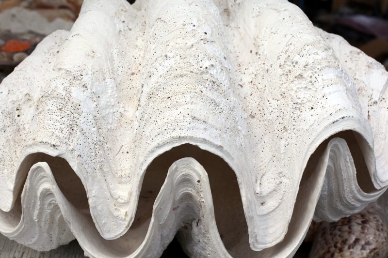 The giant clam’s pearl is worth over 100 million dollars