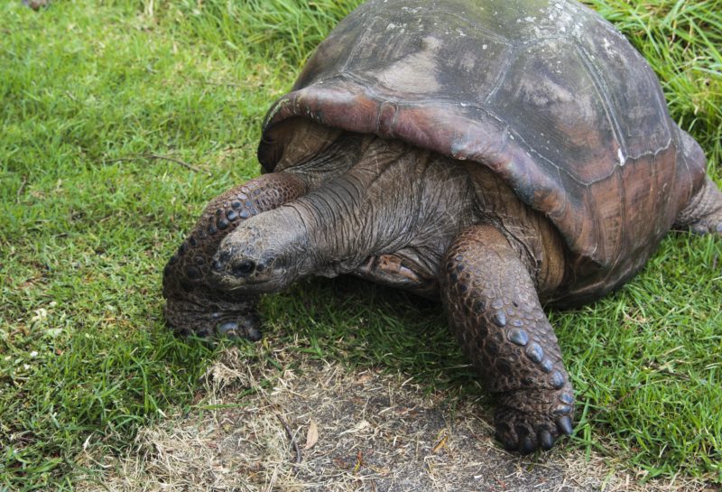 Jonathan, a Seychelles Giant Tortoise (Dipsochelys hololissa) living in the grounds of Plantation House, the Governor’s residence on the island of St Helena.