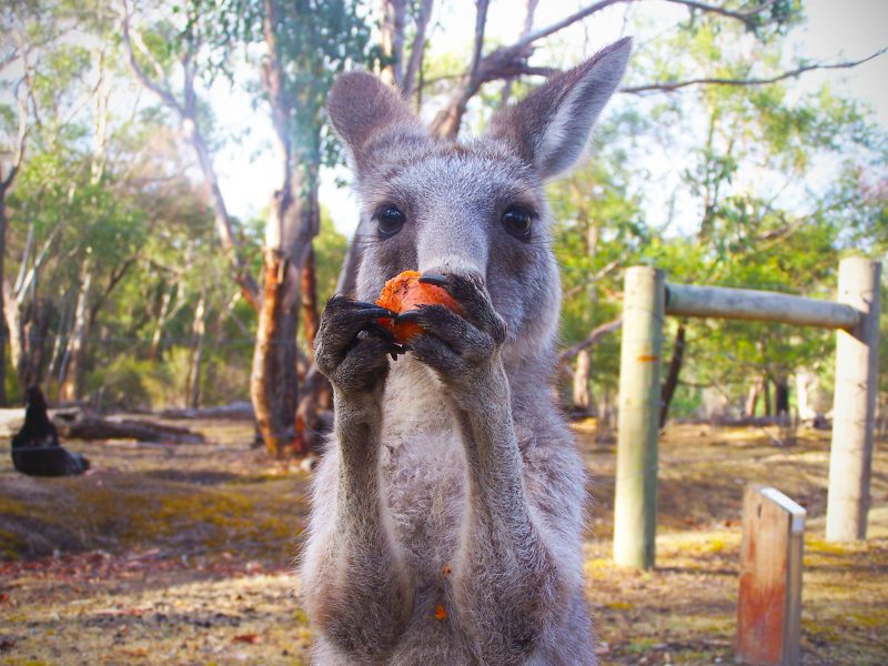 The tourists frequently use snacks to entice the kangaroos