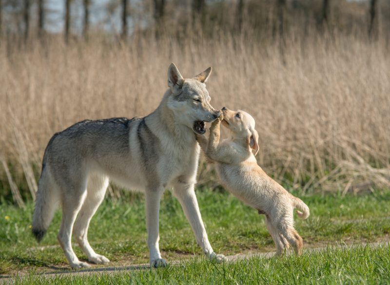 By somewhere between 10,000and 15,000 years ago, the wolf was genetically identical to the modern dogs of today.