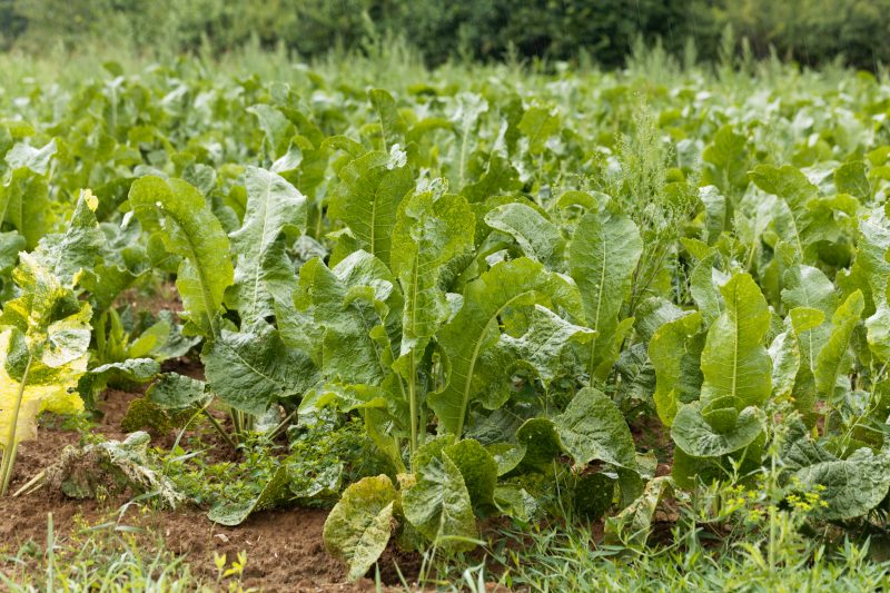 Horseradish will often grow in dense clumps and can be harvested easily