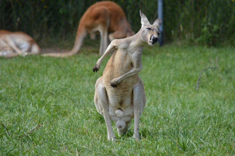 A wild kangaroo – Kangaroos are tough, large, and can be dangerous. They should be treated with respect!