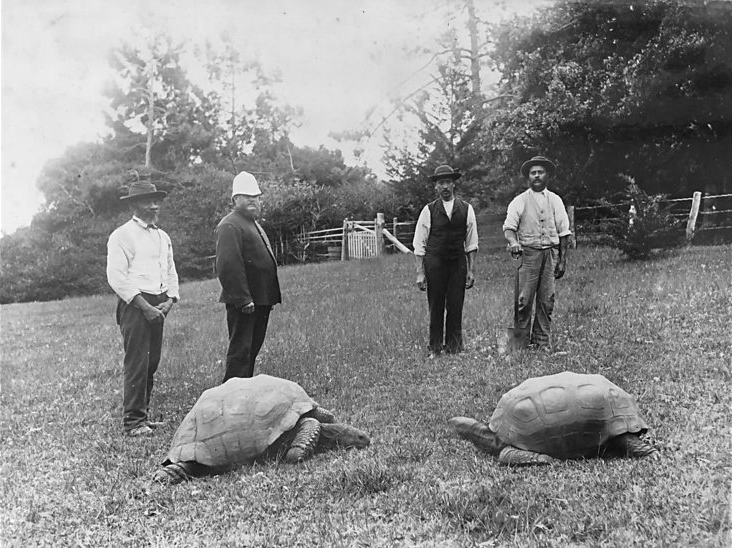 Two giant tortoises photographed in the grounds of Government House, St. Helena. The tortoise on the left is Jonathan, estimated to have hatched circa 1832 and still living as of 2018.