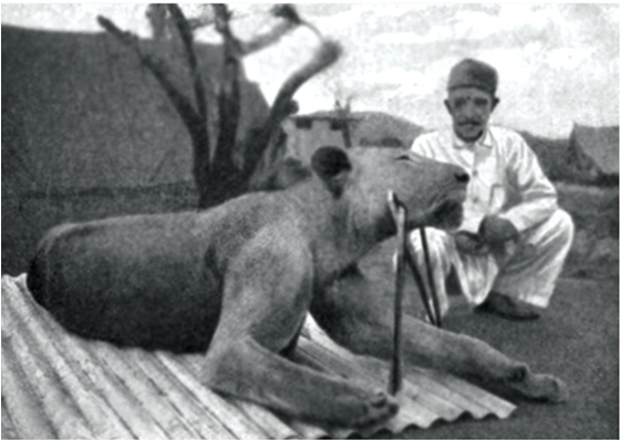 The second lion, which Patterson hunted down toward the end of December 1898.