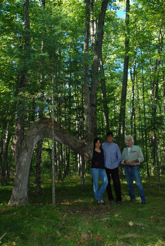 Trail Marker Tree in Michigan. Dennisdownes