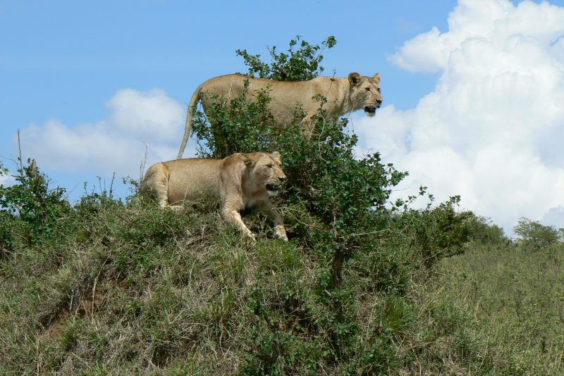 Tsavo Lions – two lions like these caused havoc on the railroad works.