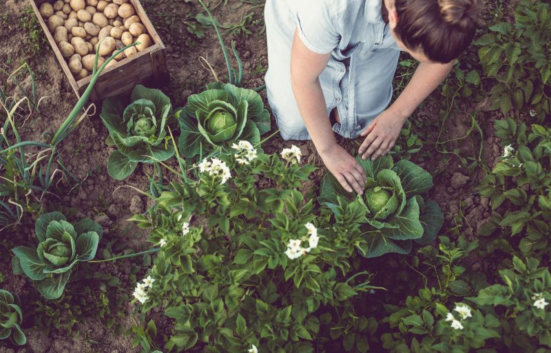 Growing your own food is essential to long-term survival even if you do have stores.